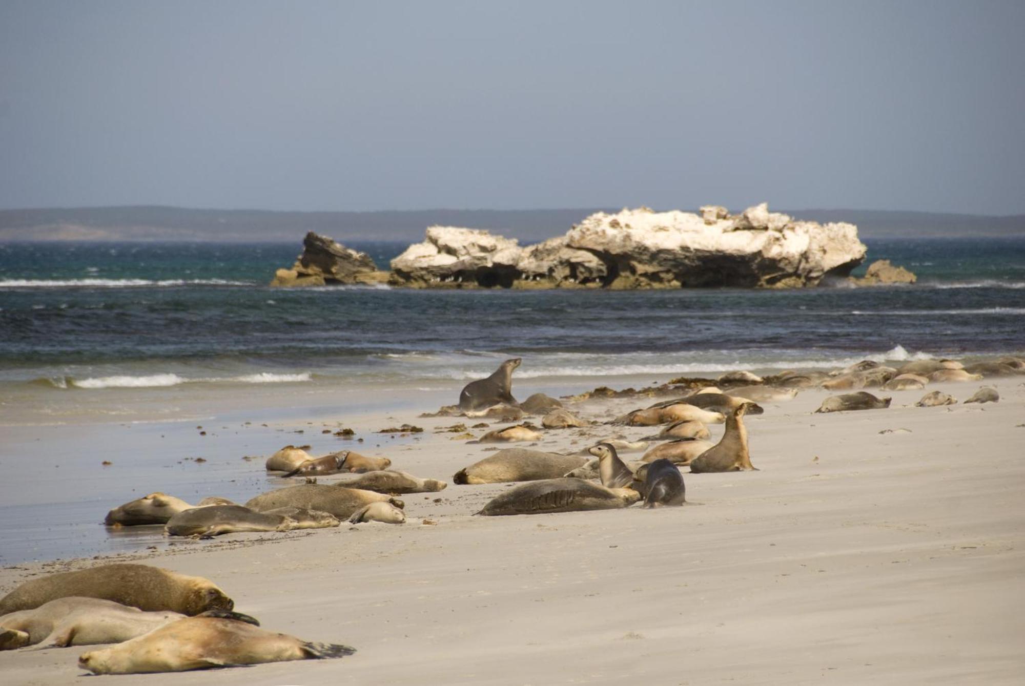 Kangaroo Island Seafront Hotel Penneshaw Exterior photo